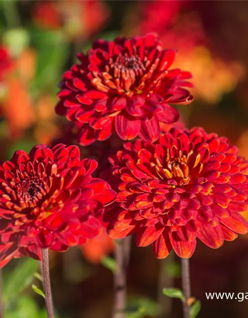 Chrysanthemum x hort.'Brockenfeuer'