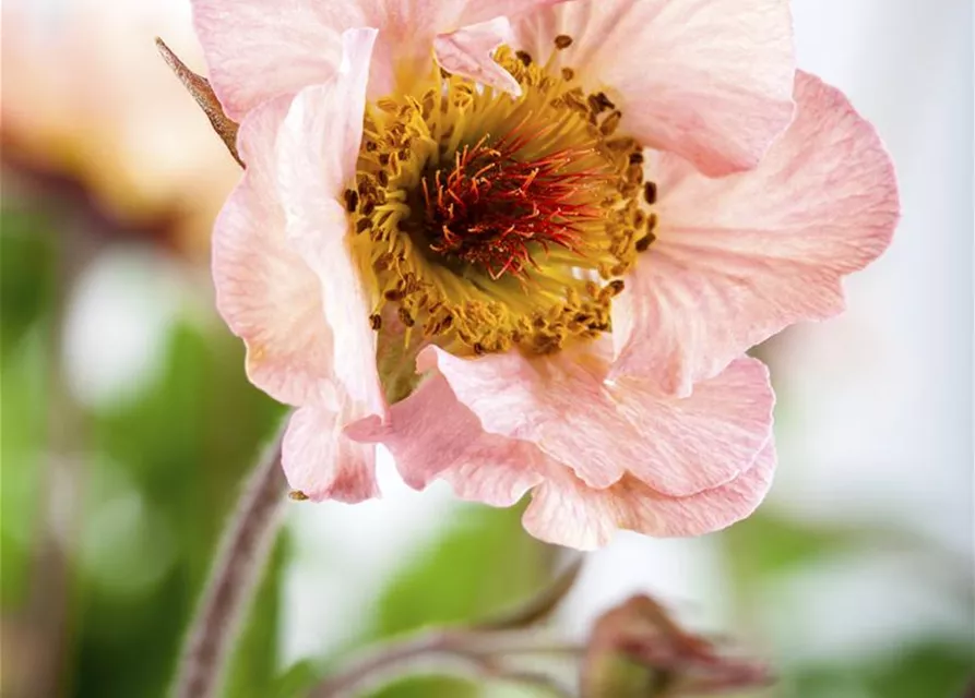 Chilenische Nelkenwurz 'Mai Tai'