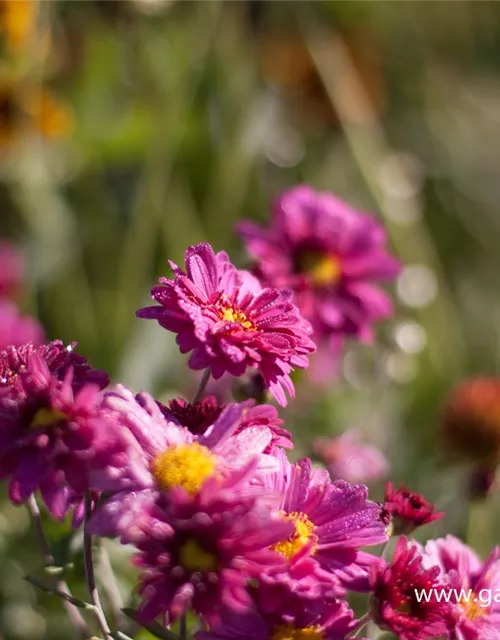 Chrysanthemum x hort.'Herbstkuss'