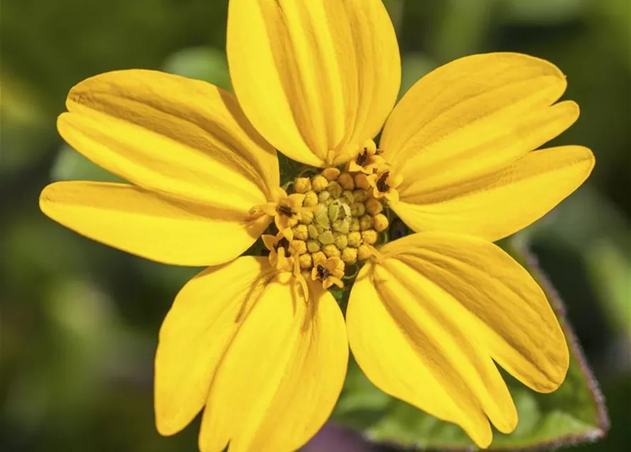 Chrysogonum virginianum 'Andre Viette'
