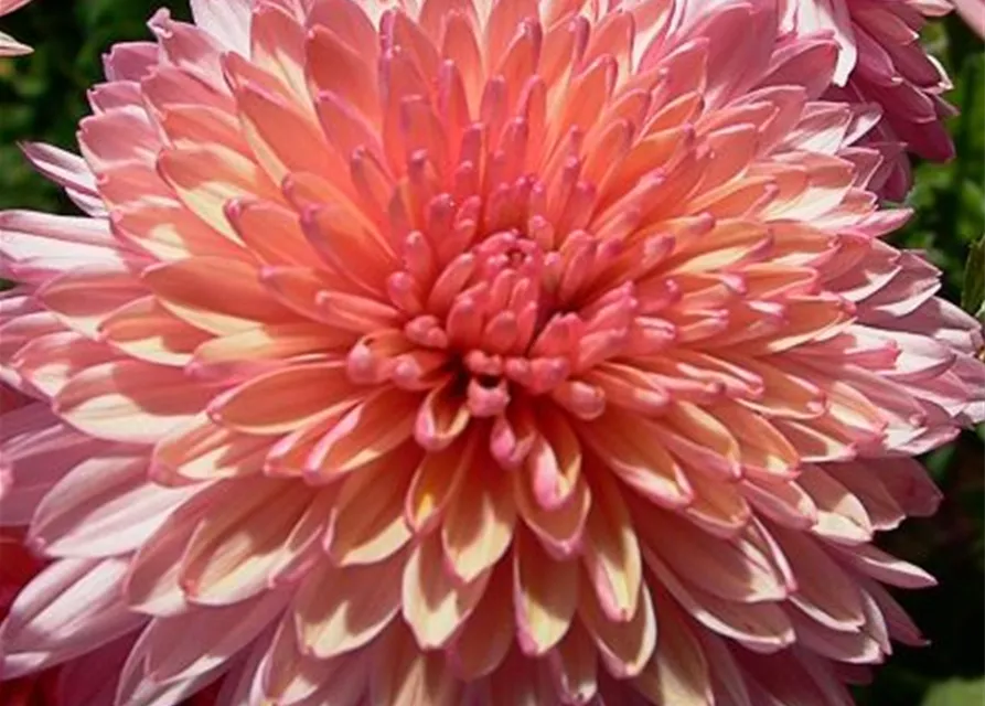 Chrysanthemum x hort.'Orchid Helen'