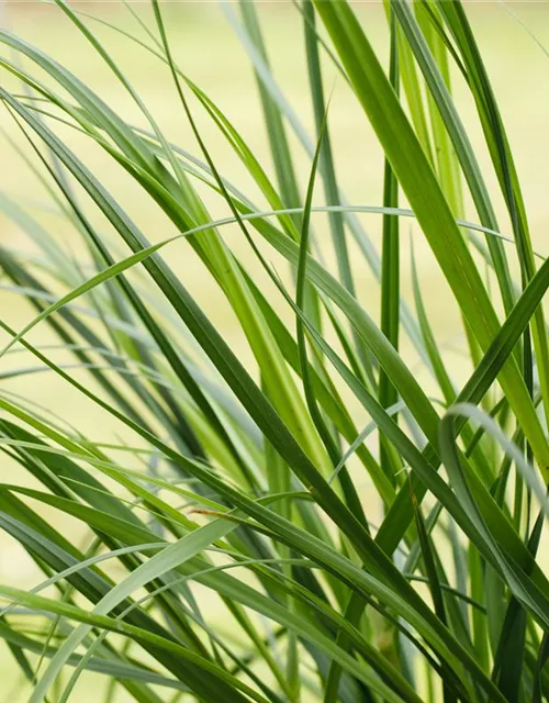 Cortaderia selloana 'Pumila'