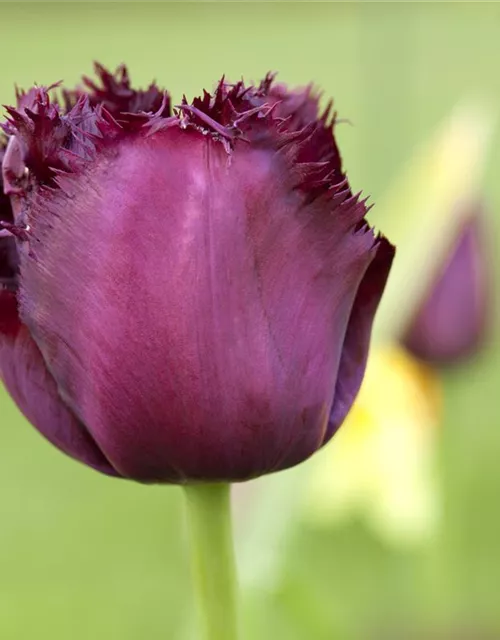 Crispa-Tulpe 'Gorilla'