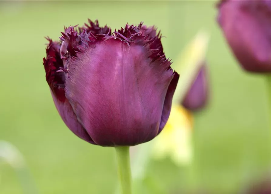 Crispa-Tulpe 'Gorilla'