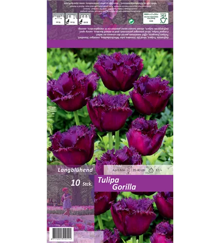 Crispa-Tulpe 'Gorilla'