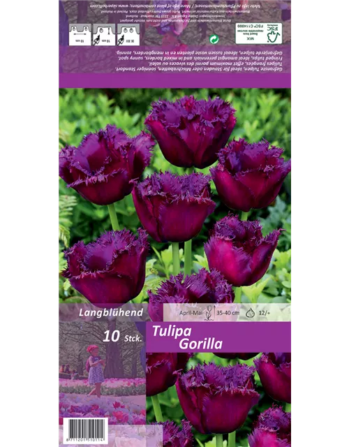 Crispa-Tulpe 'Gorilla'