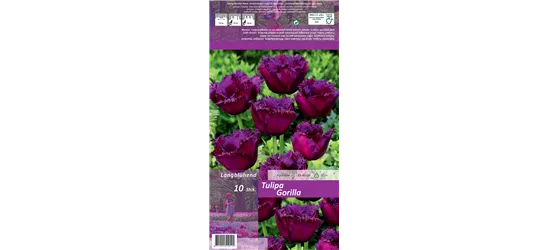 Crispa-Tulpe 'Gorilla'