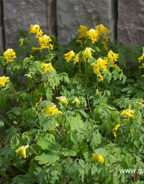 Corydalis lutea