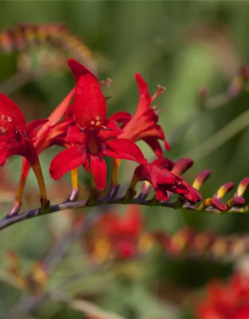 Crocosmia x crocosmiiflora 'Hellfire'