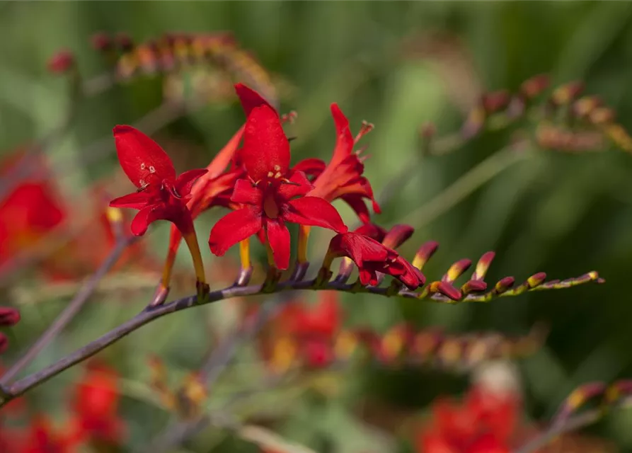 Crocosmia x crocosmiiflora 'Hellfire'
