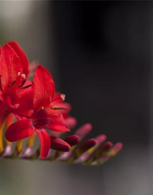 Crocosmia x crocosmiiflora 'Hellfire'