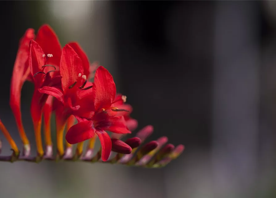 Crocosmia x crocosmiiflora 'Hellfire'