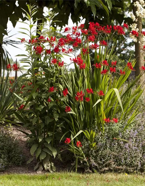 Crocosmia x crocosmiiflora 'Hellfire'