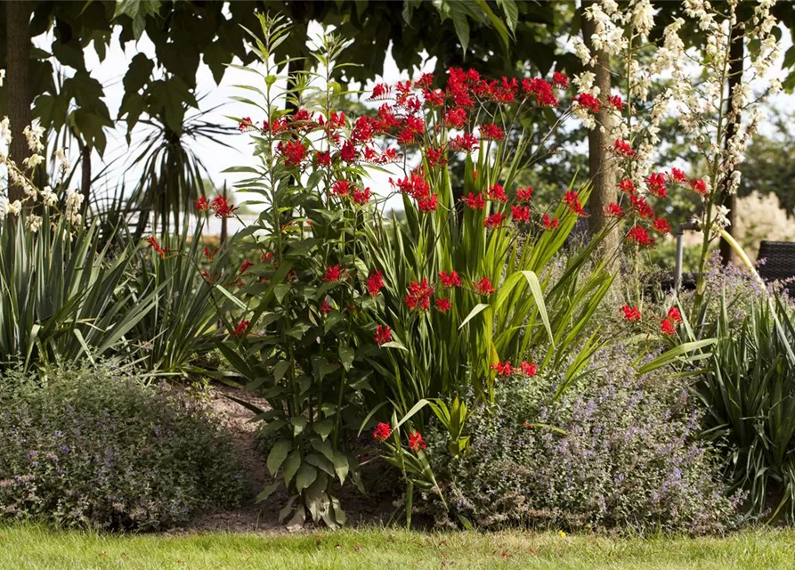 Crocosmia x crocosmiiflora 'Hellfire'