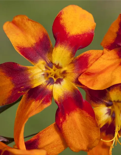Crocosmia x crocosmiifl.'Emily McKenzie'