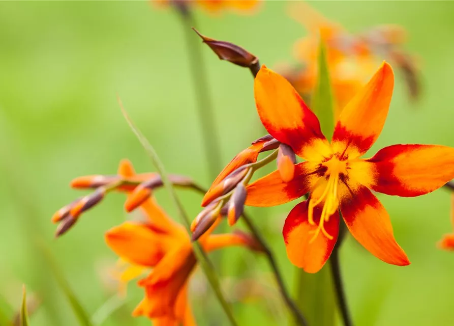 Crocosmia x crocosmiifl.'Emily McKenzie'