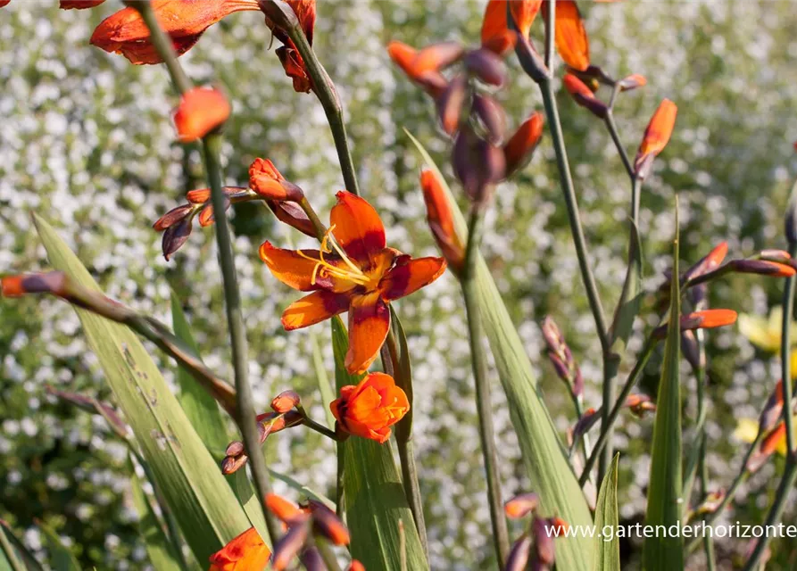 Crocosmia x crocosmiifl.'Emily McKenzie'