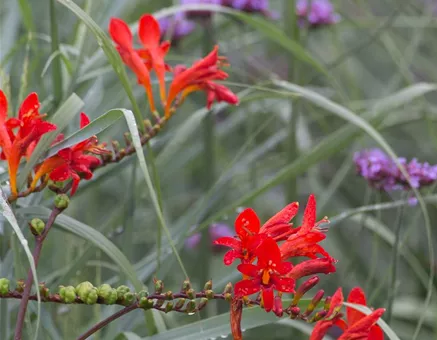 Crocosmia x crocosmiiflora 'Lucifer'