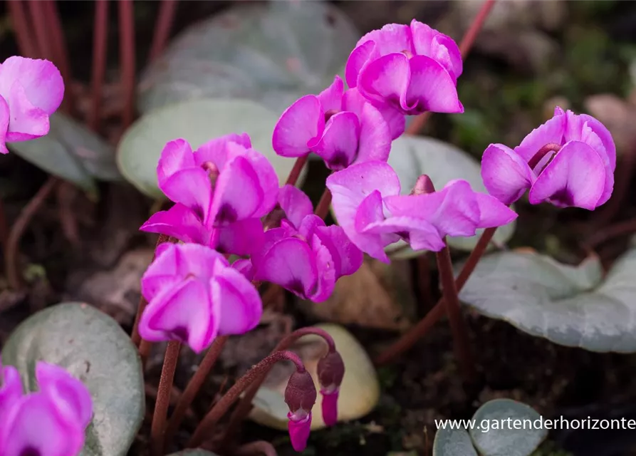 Cyclamen coum
