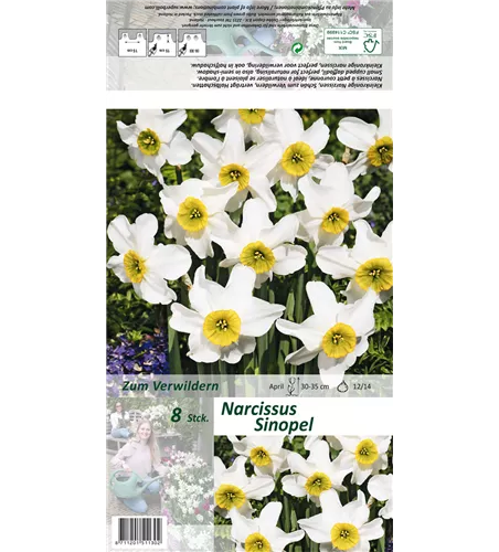 Dichter-Narzisse 'Sinopel'