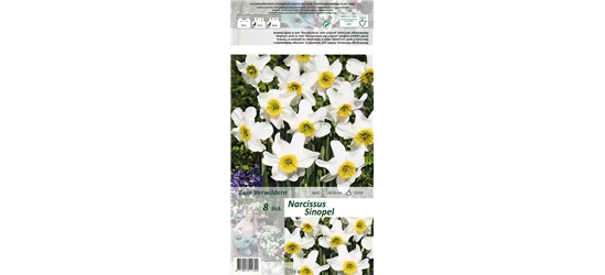 Dichter-Narzisse 'Sinopel'