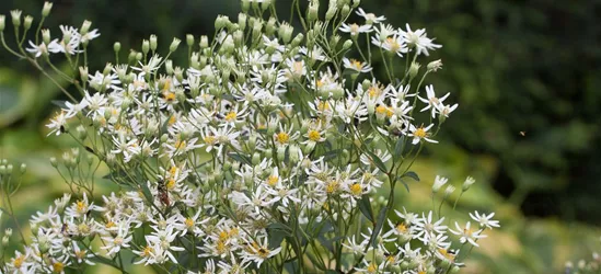 Doldige Garten-Aster 'Weißer Schirm'