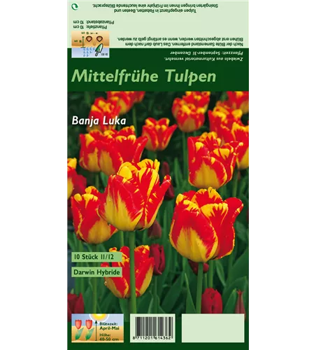 Darwin-Tulpe 'Banja Luka'