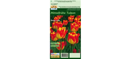 Darwin-Tulpe 'Banja Luka'