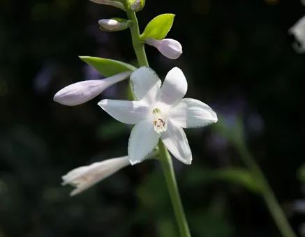 Duftende Garten-Lilien-Funkie 'Guacamole'