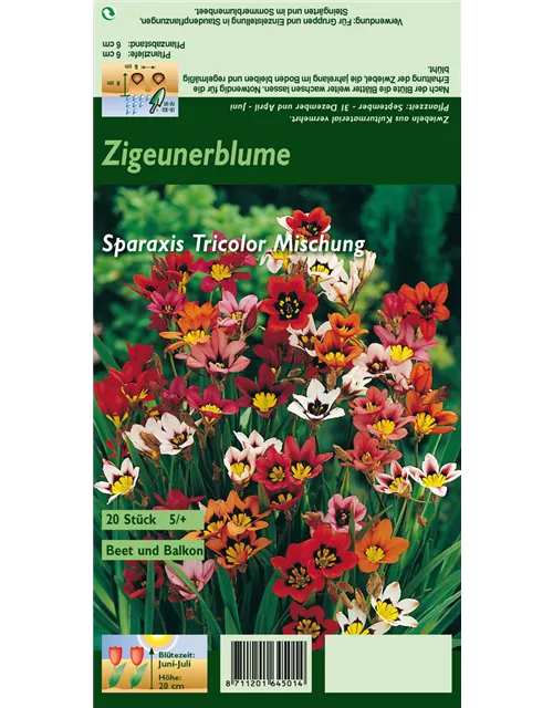 Dreifarbiges Fransenschwertel