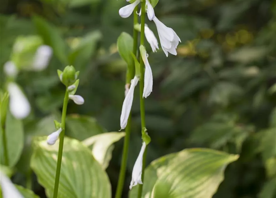 Duftende Garten-Lilien-Funkie 'Royal Standard'