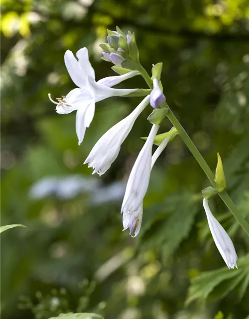 Duftende Garten-Lilien-Funkie 'Royal Standard'
