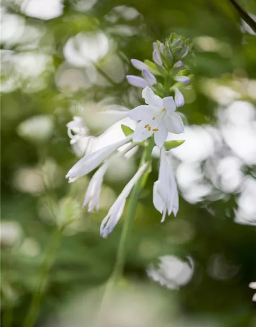 Duftende Garten-Lilien-Funkie 'Royal Standard'
