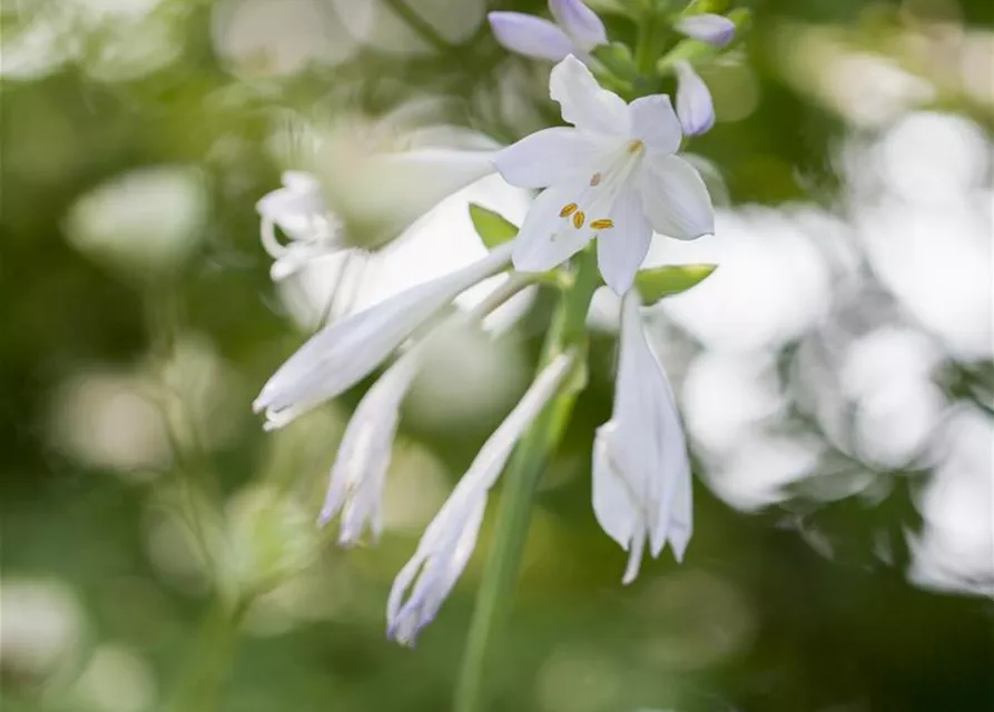 Duftende Garten-Lilien-Funkie 'Royal Standard'