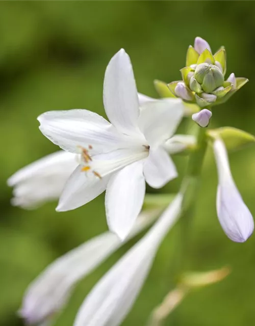 Duftende Garten-Lilien-Funkie 'Royal Standard'