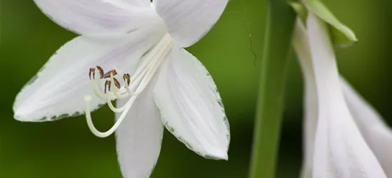 Duftende Lilien-Funkie