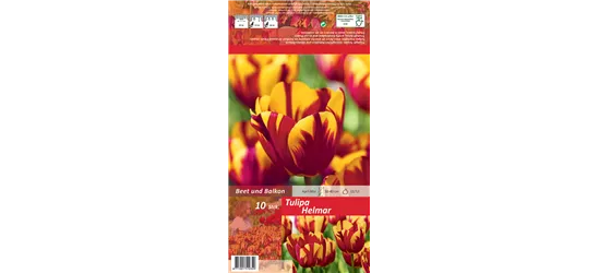 Einfache Tulpe 'Helmar'