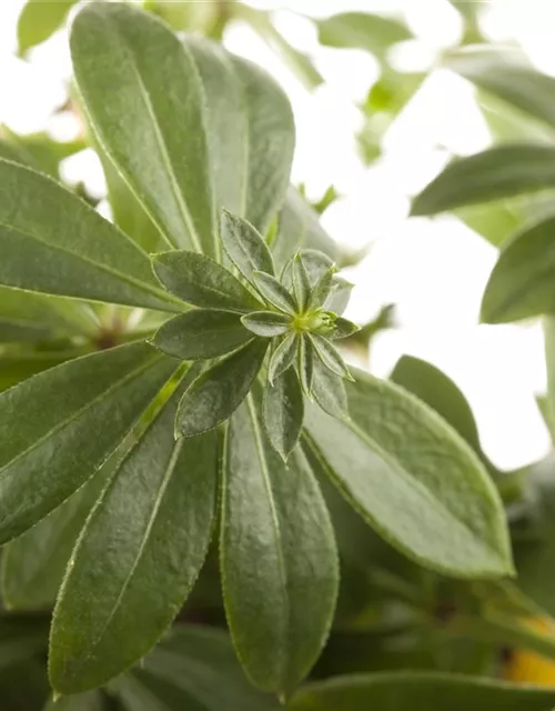 Echter Waldmeister
