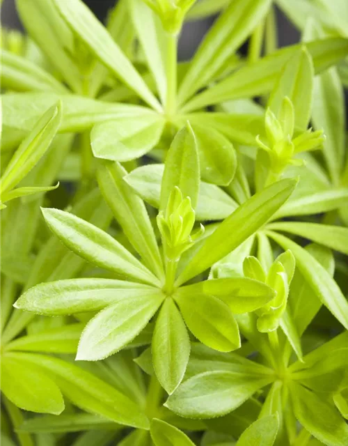 Echter Waldmeister
