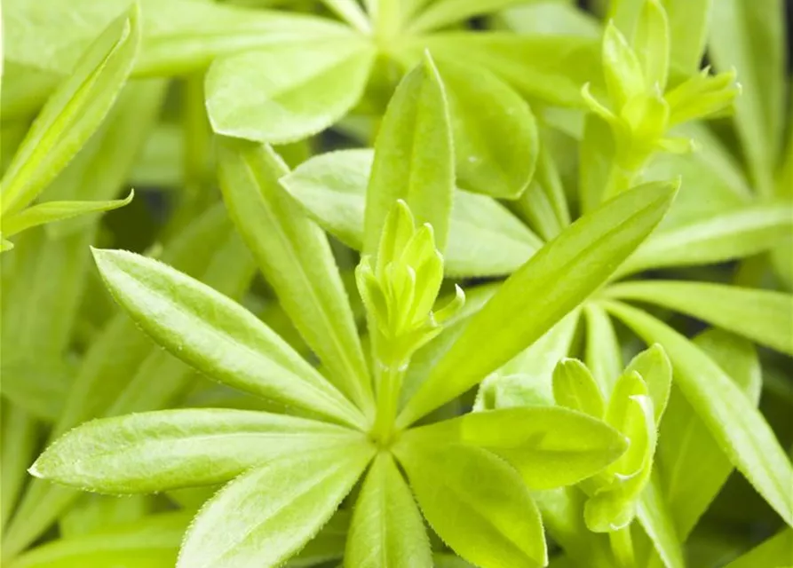 Echter Waldmeister