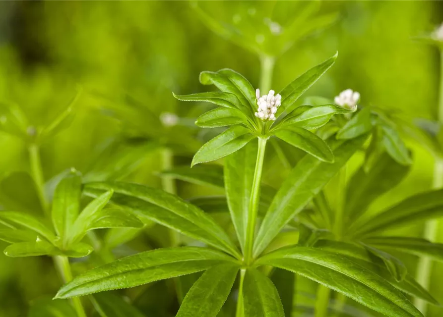 Echter Waldmeister