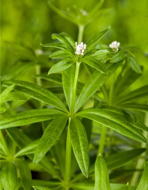 Echter Waldmeister