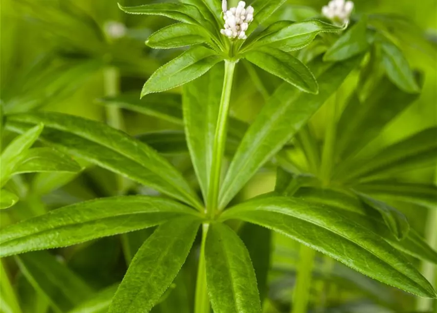 Echter Waldmeister