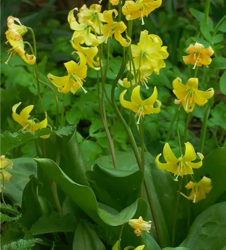 Erythronium tuolumnense 'Pagode'
