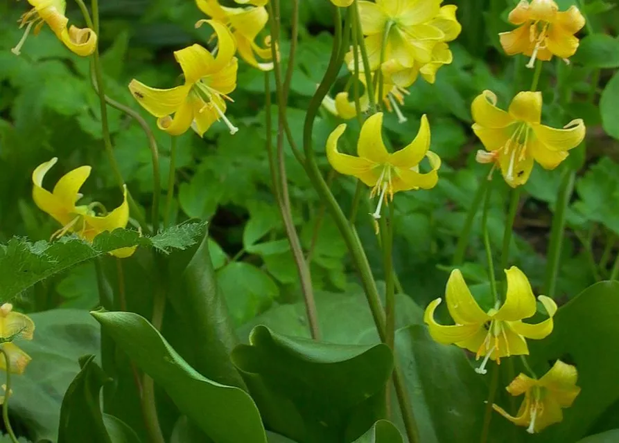 Erythronium tuolumnense 'Pagode'