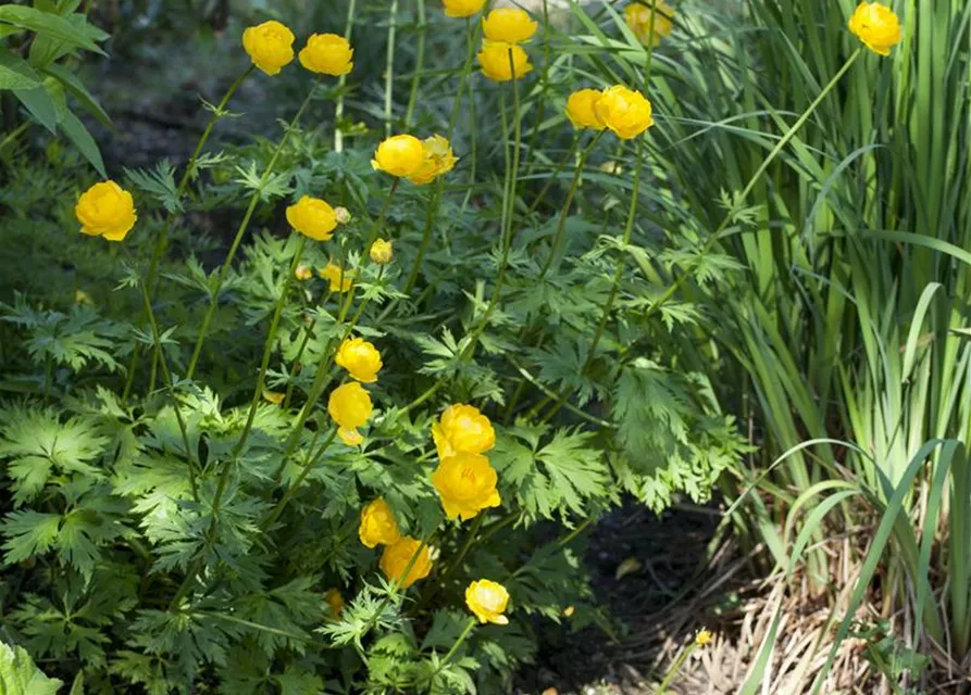 Europäische Trollblume