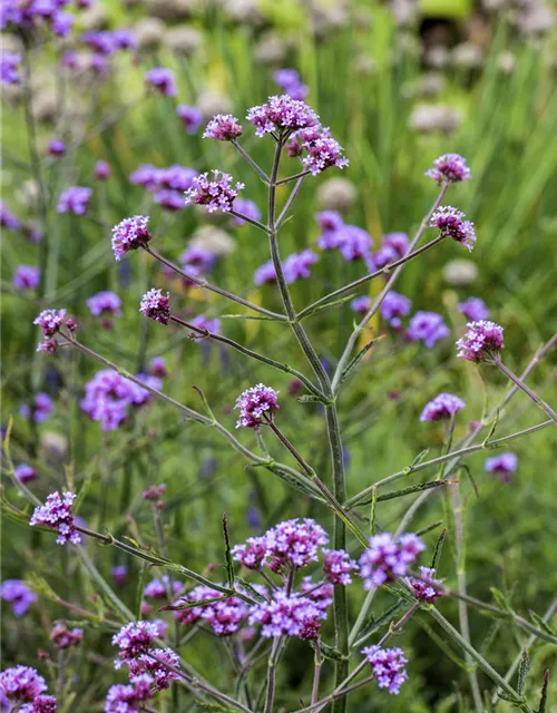 Eisenkraut 'Lollipop'