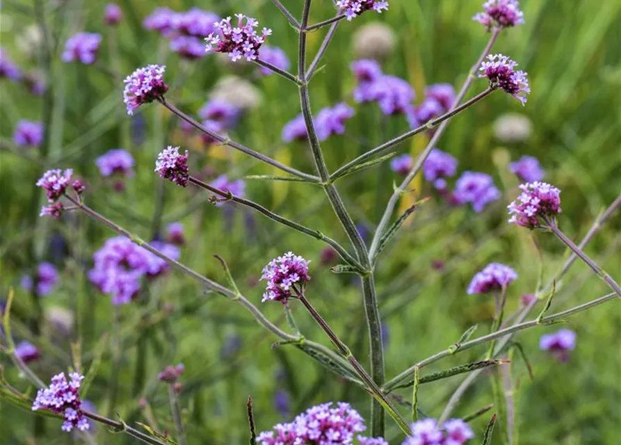 Eisenkraut 'Lollipop'