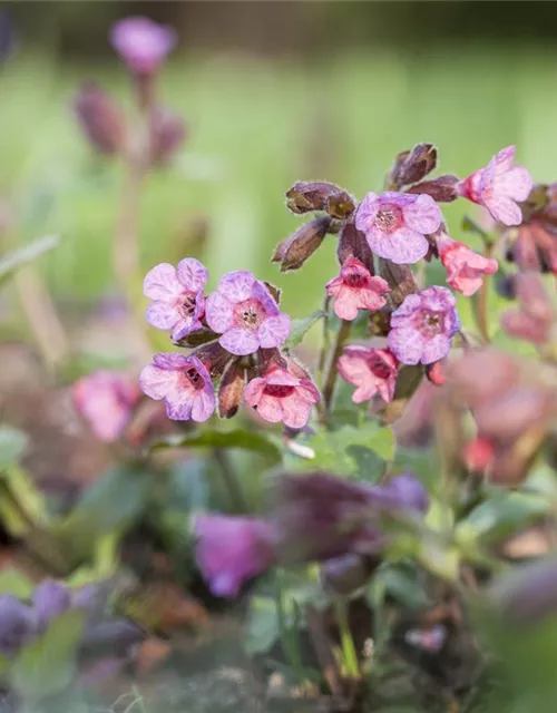 Echtes Lungenkraut