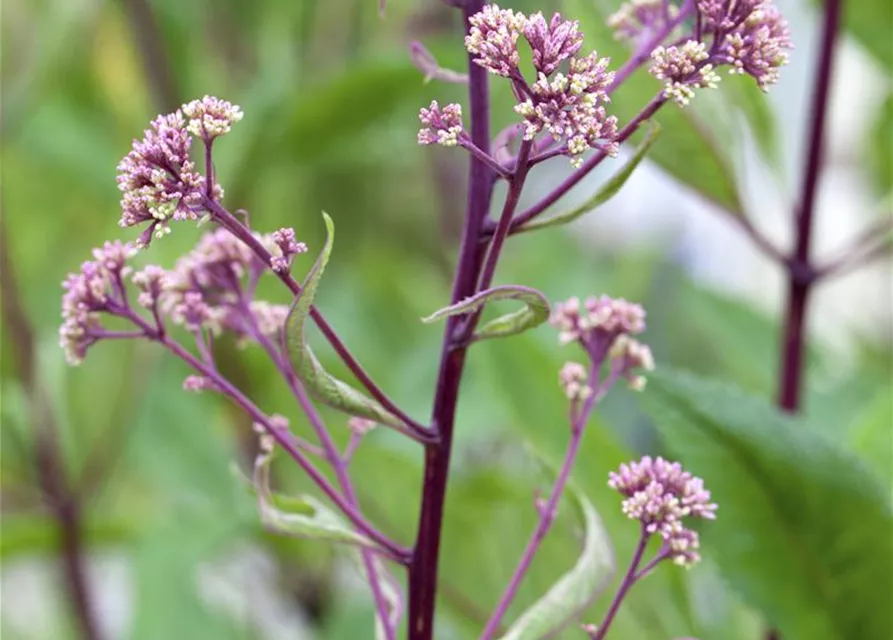 Fiederblättriges Schaublatt